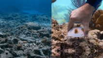 saving coral reefs