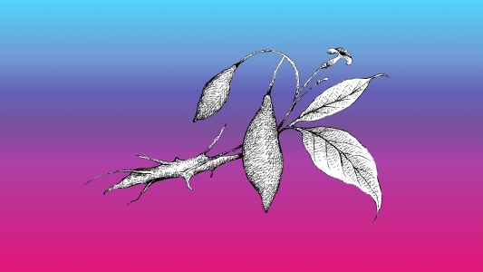 an illustration of the ibogaine plant
