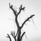a black and white photo of a dead tree.
